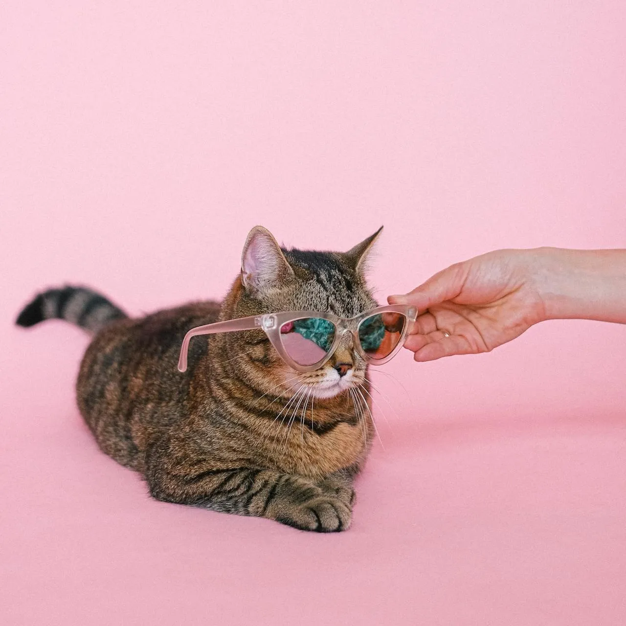 Cool cat